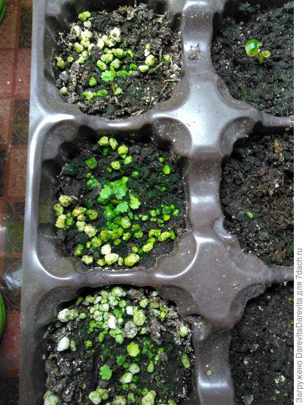 Руяна во мху. Зато зеленая.