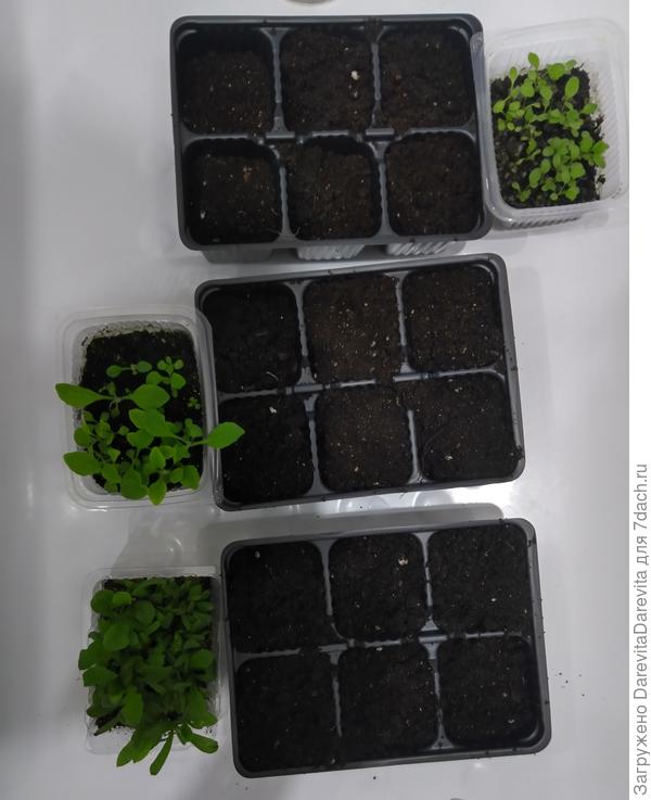 Распикировала мелкоту - рудбекия, наперстянка и статица.