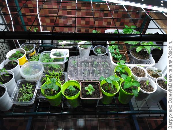 Три дня назад была одна полка, а сейчас откуда-то стало две