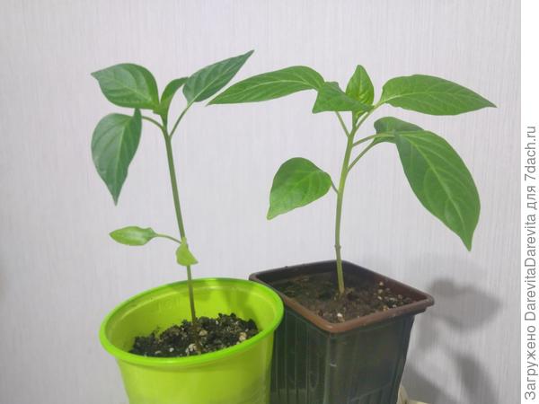 перцам примерно 40 дней от всходов