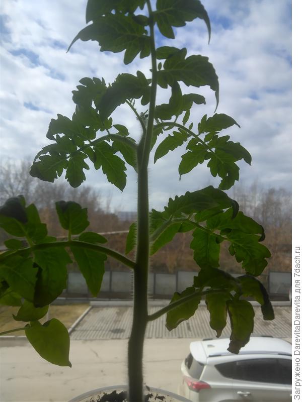 Мне бы в небо. Десперадо с первой кистью готовится зацветать, 50 дней от посева.