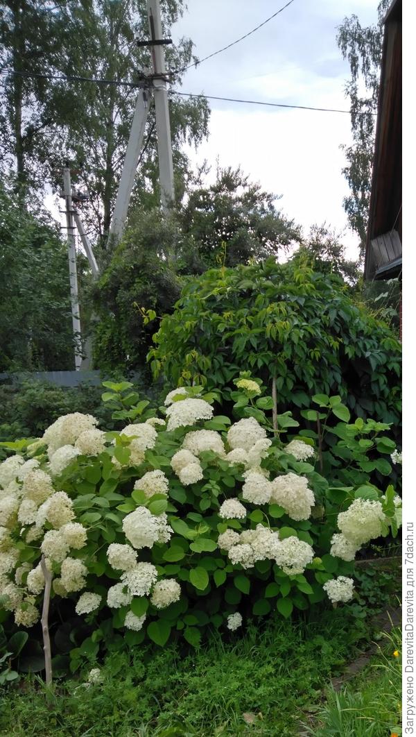 дикий куст, не стриженный, зато много))