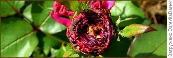 оплавленный на жаре бутон.