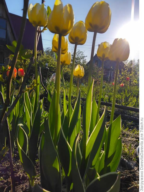 Тюльпаны с розовым кантом по листу,Сream Coctail