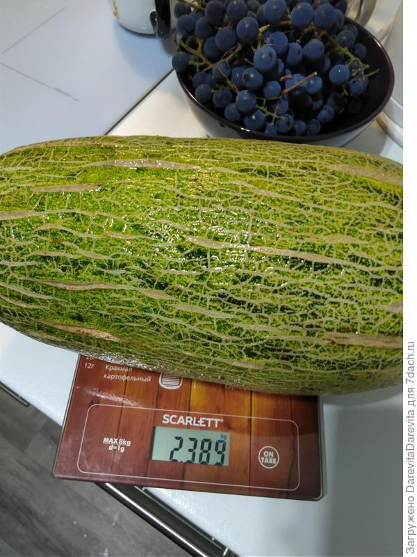 Виноград амурский и дыня Карамельная F1