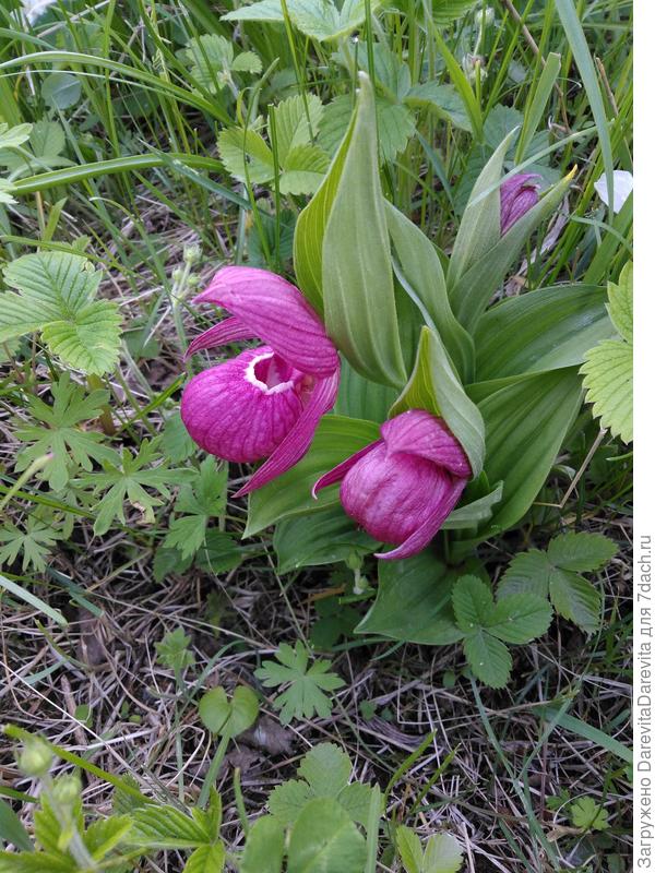 Дачные орхидеи