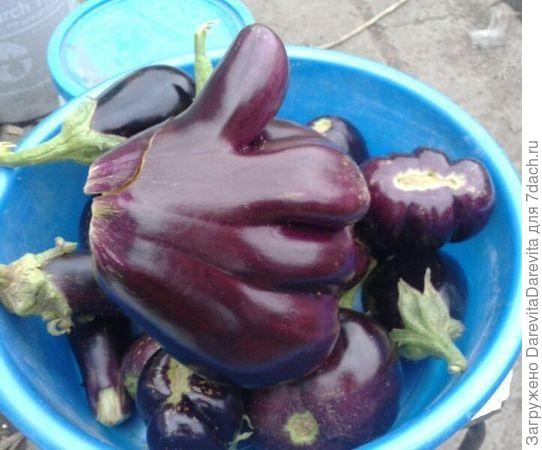 фото из интернета