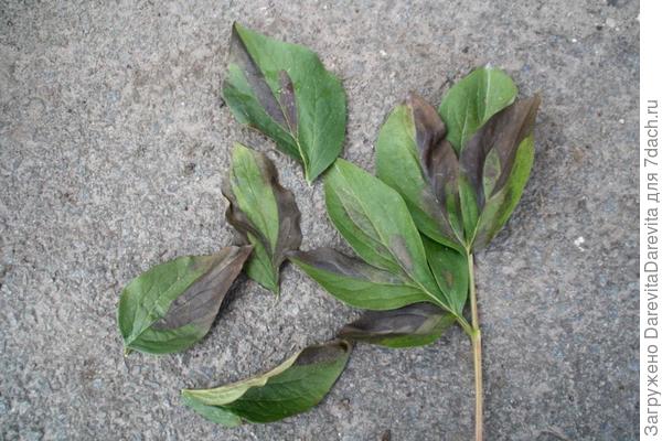 Листовая нематода (из интернета)