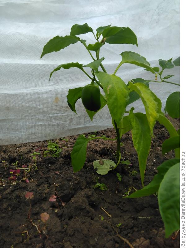 кажется прихватил паутинного клеща еще на балконе