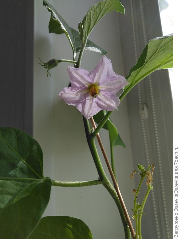 Фиолетовое Чудо отцвел первым еще месяц назад.