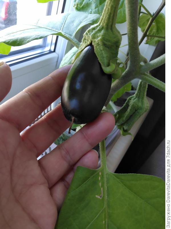 Король Севера, мощное растение в поллитровом стакане.