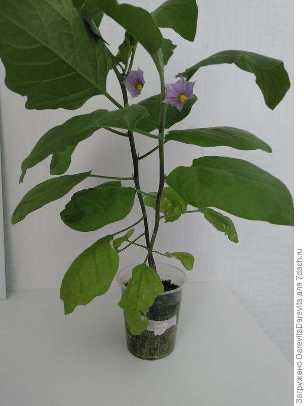 Король Севера,  посадка 23.02.24