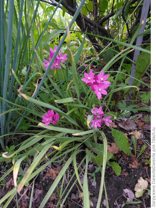 партизанский лук Маевского