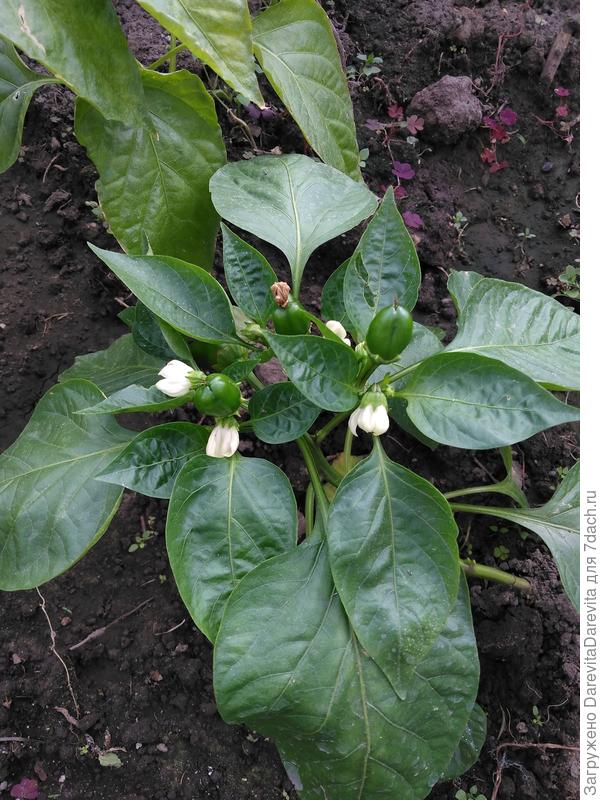 Гурмэ F1, кажется. Взошел самым последним и догнал.