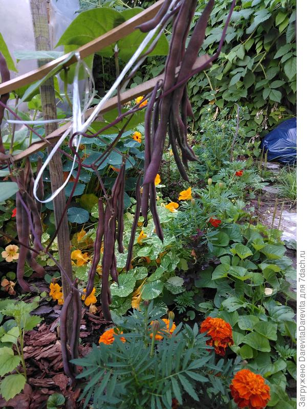 Пиковая Дама, Аэлита