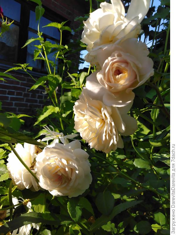 мои любимицы