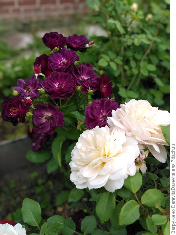 Долгоносики и прочие жуки очень любят Midnight он формирует бутоны первым, и на них все наваливаются толпой, в прошлом году от трех кистей сохранилось несколько цветков.