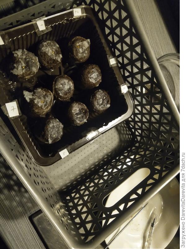 Эустомы отправлены на досветку