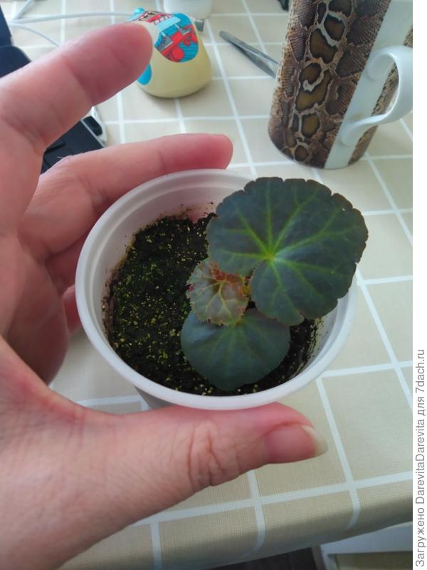 Пятое апреля, 50 дней от всходов