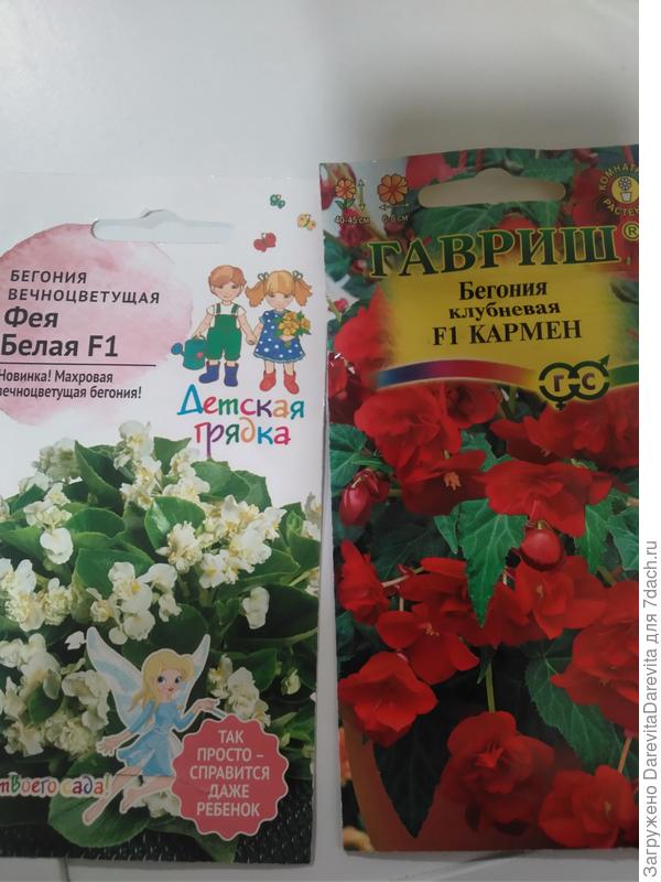 Бегония вечноцветущая Белая фея F1 АгроСидТрейд , посев на торфяную таблетку, на 10 день всходов не было и бегония клубневая F1 Кармен, посев в торфяную таблетку всхожесть 100%.