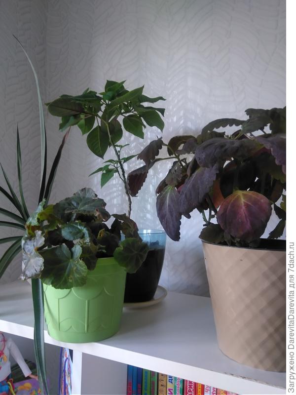 на переднем плане бегония в сентября, цветение видимо на столько не впечатлило что и фотографии сохранять не стала