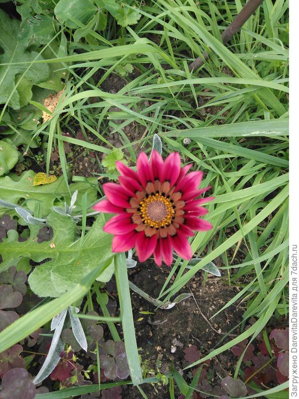 &amp;quot;Звезда в серебре&amp;quot;, адын, совсем адын. Красивая серебристая листва скрылась в газоне. Статица и сама не цвела и другим не дала. .