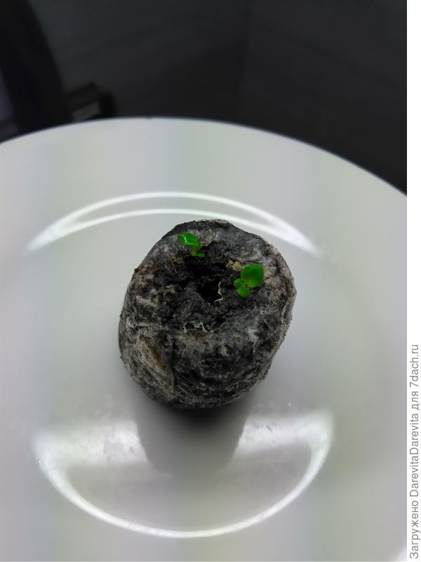 Прикормленные малютки, листики дали хороший прирост, через три дня дам еще.