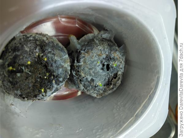 Справа три былинки бегонии вечноцветущей, Шансон что-то думает, надежда есть.