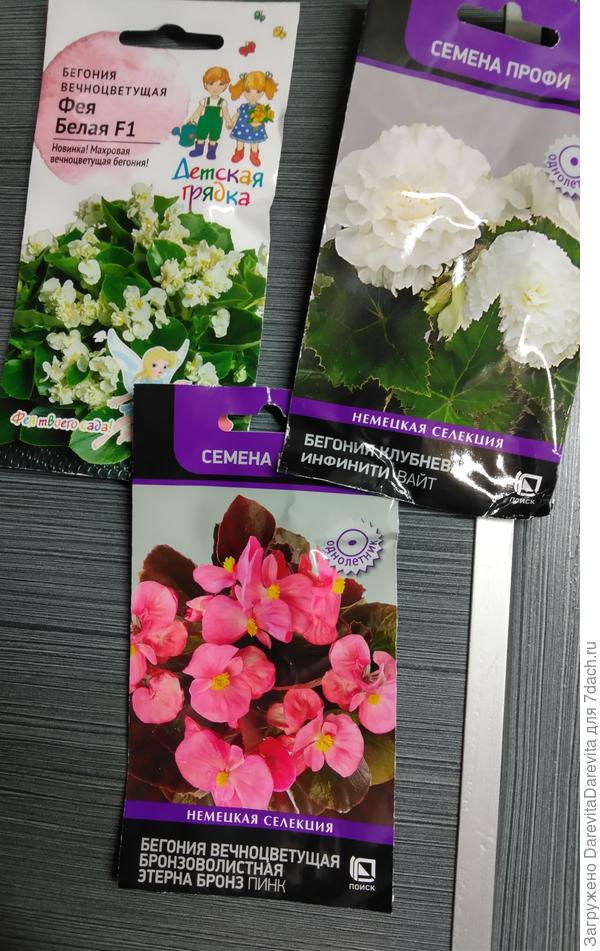 Третий подход к снаряду, металась между клубневыми и вечноцветущими. Решила попытать удачи с белыми и бронзоволистную прихватила. В мечтах кашпо с цветной зеленью.