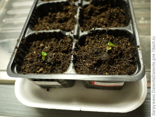 Бегония Кармен F1, 50 дней