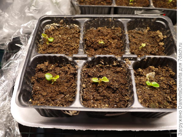 Вечноцветущие бегонии