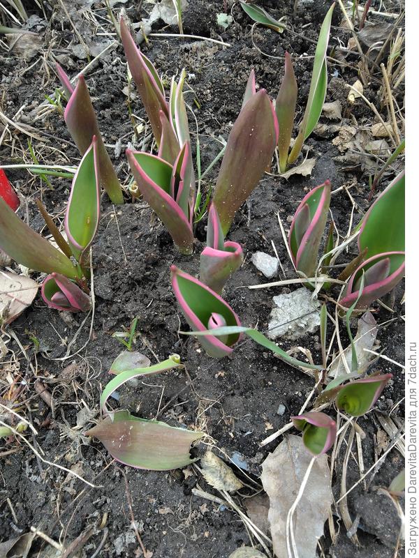 Полосатики проснулись.