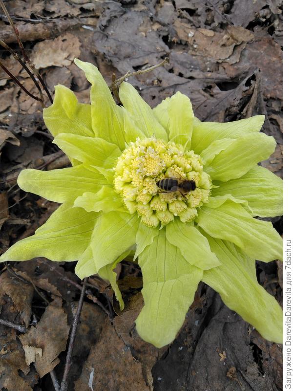Первоцвет - белокопытник японский.