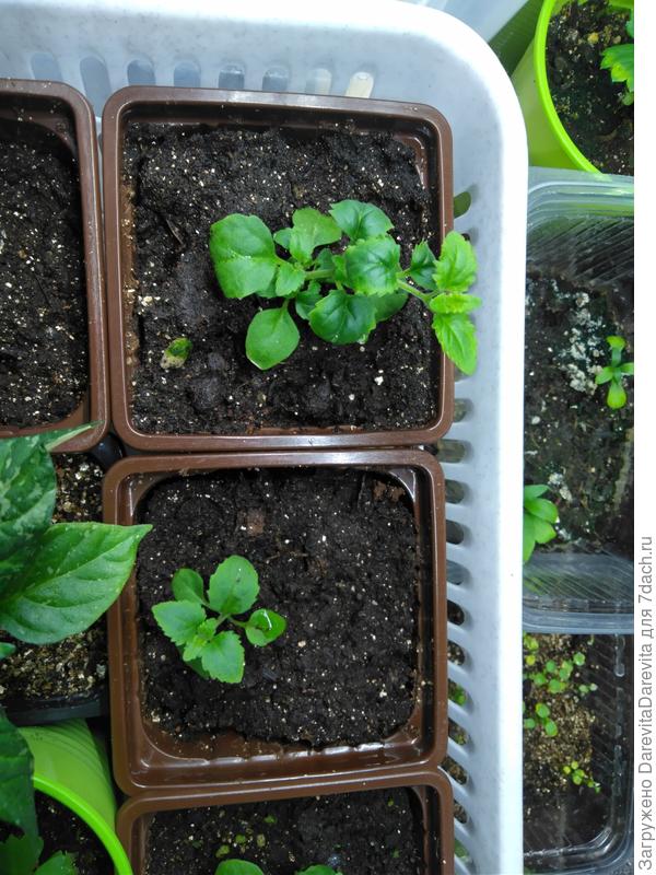 Одиночная бакопа 5-6 недель