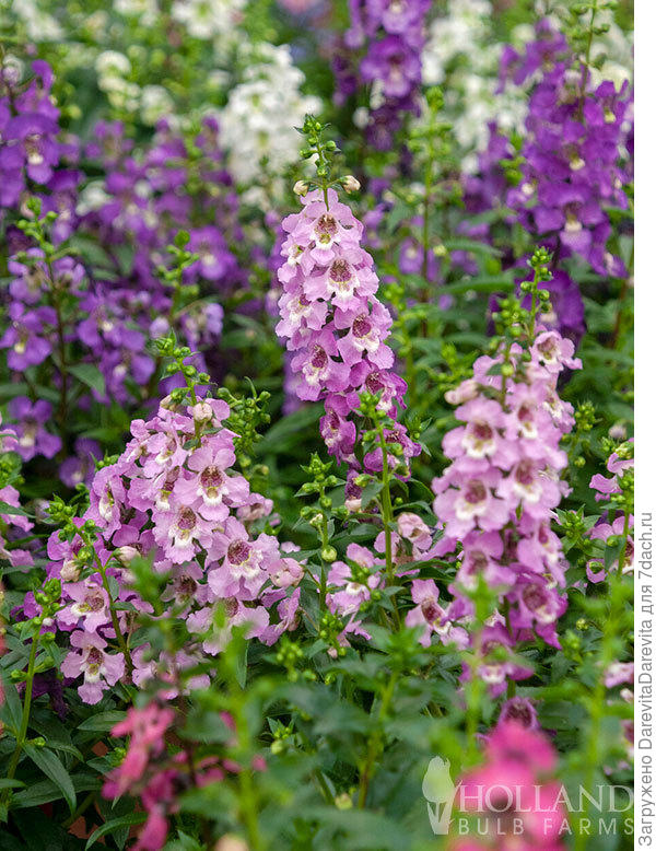 Смесь возможных расцветок