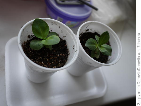 Уцелевшее Эхо.