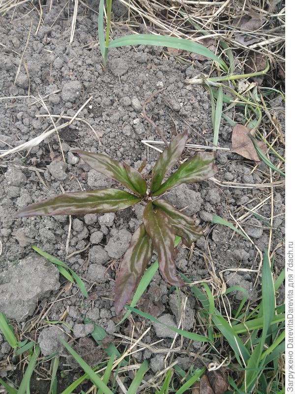 Генерал МакМагон, можно списать на смену места жительства, в прошлом году пересадила из тени.