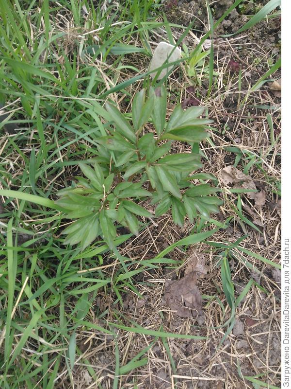 Баррингтон Белль  один низкий лист