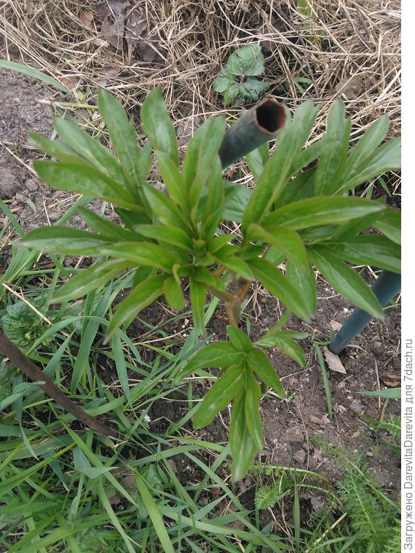 Pink Havaiian Coral, эти размножаются из отломков корней без почек, тоже один лист. Межвидовой гибрид, я думала зацветет первым.