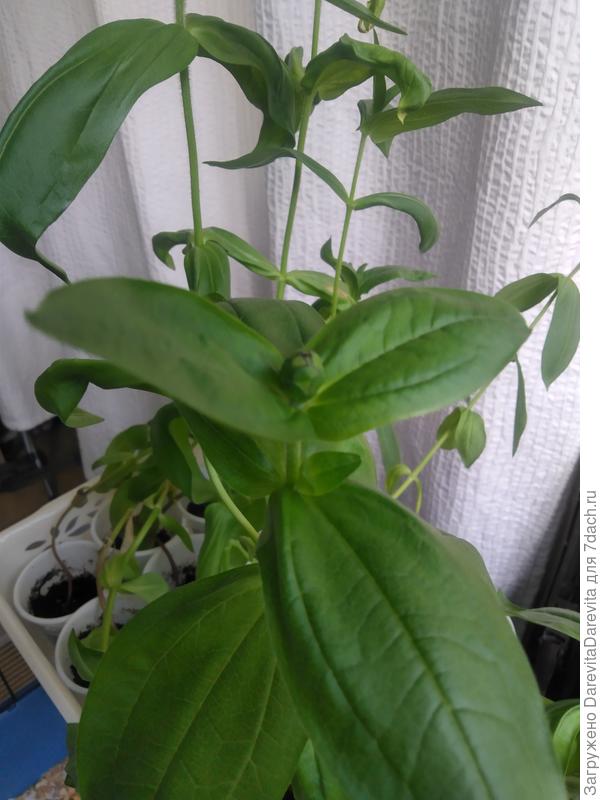 Калифорнийские гиганты, зацветают дома