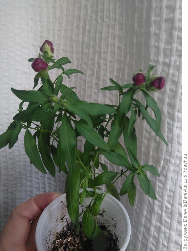 Не известный науке, но возможно антерринум из смеси от Биотехника