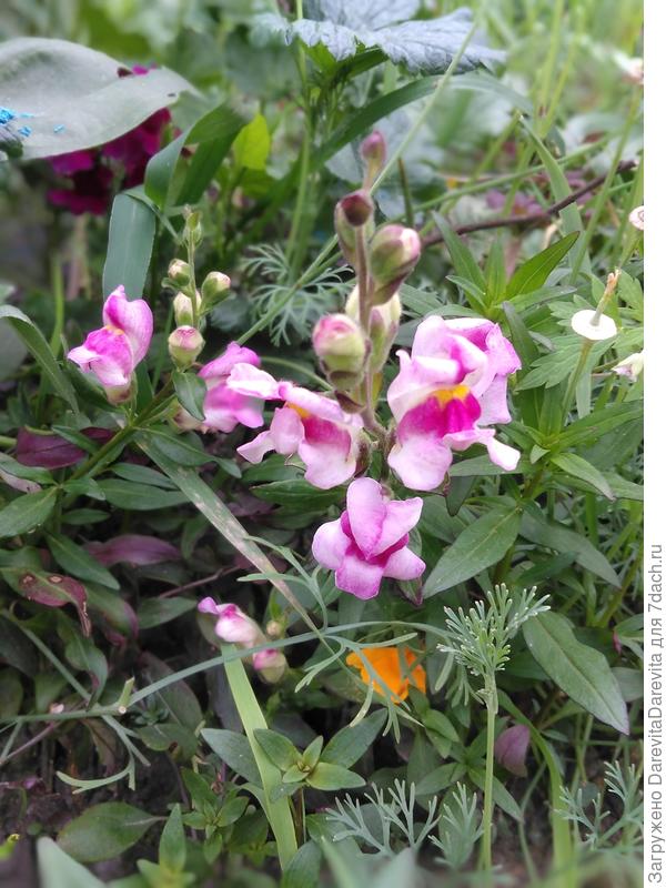 Антерринум Текила, красные листики