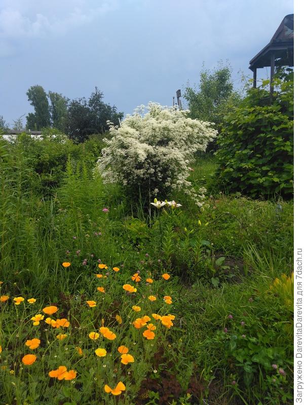 Дикий газон