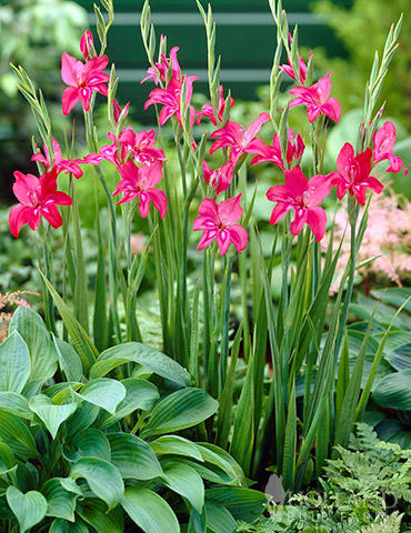 фото из интернета , гладиолус Робинетта