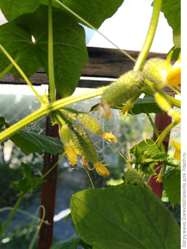 Бешеные огурцы и это на теневой стороне теплицы