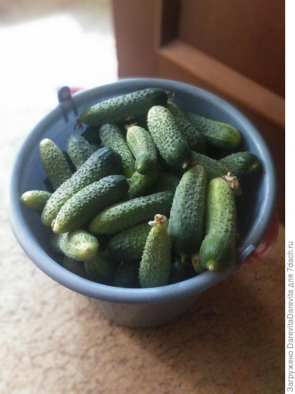 ведро через день