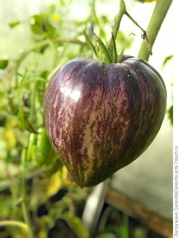 Небесный звездный истребитель