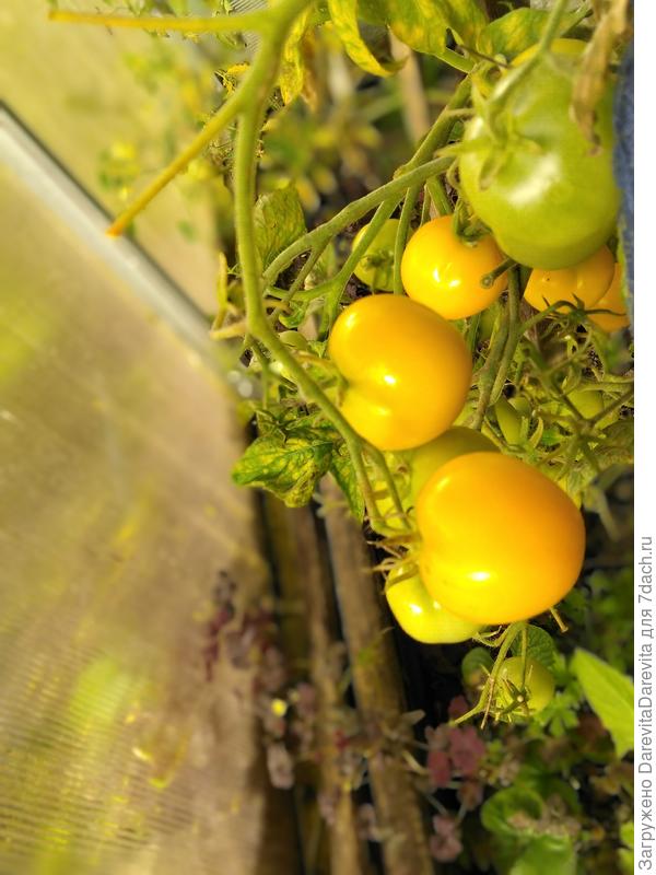 Золотой Алтын