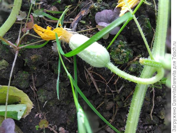 Первая завязь в конце июля