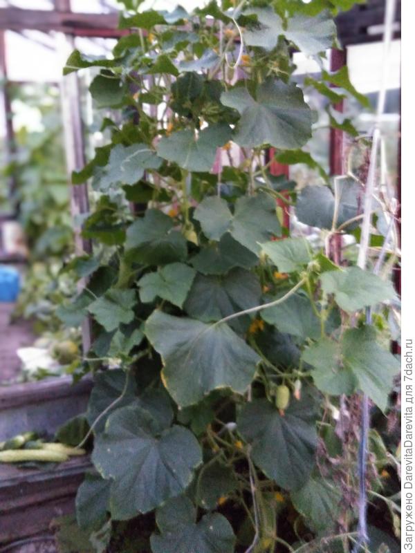 Нефритовая девочка на начало сентября